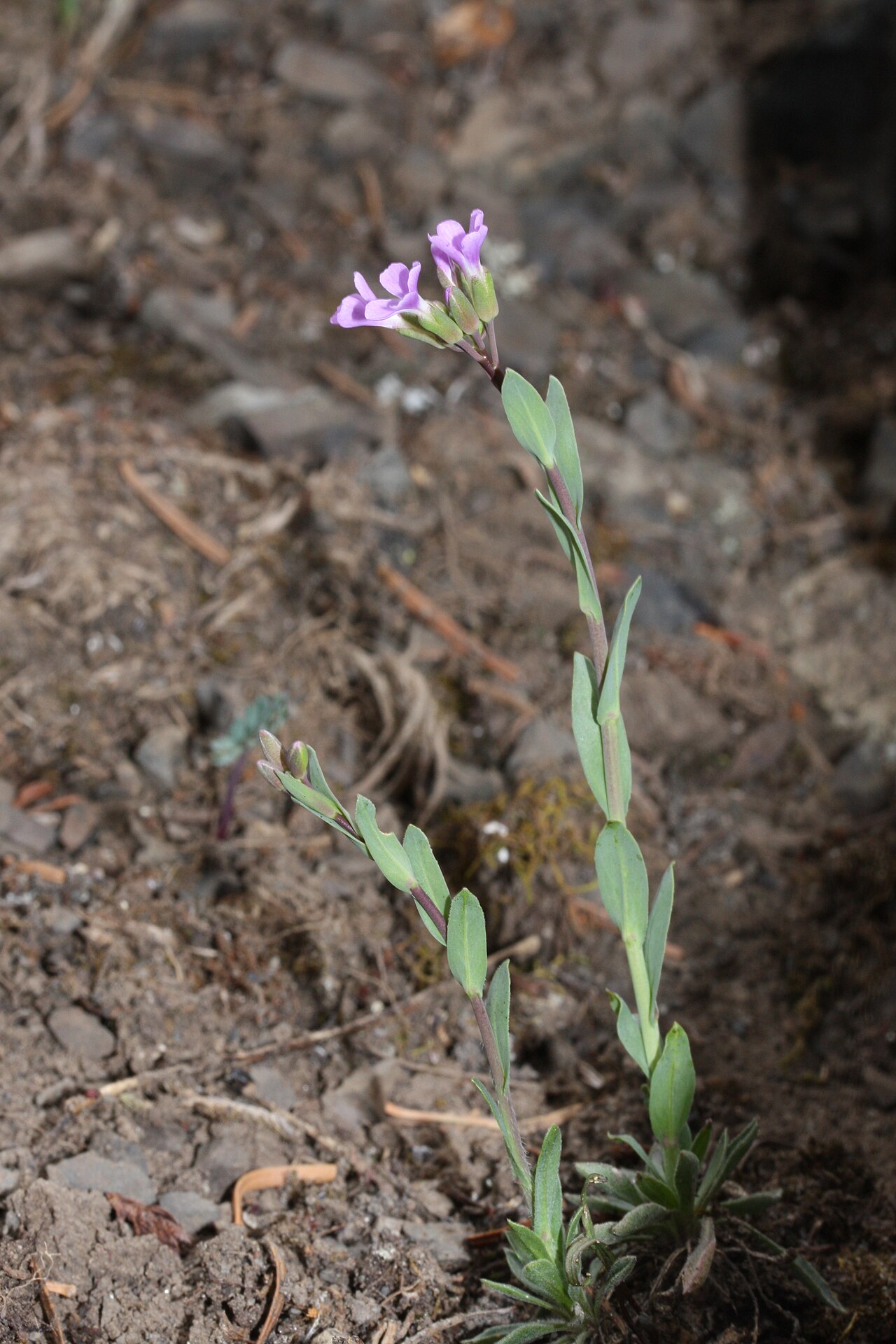 Lyall's rockcress: Lyall's Rockcress