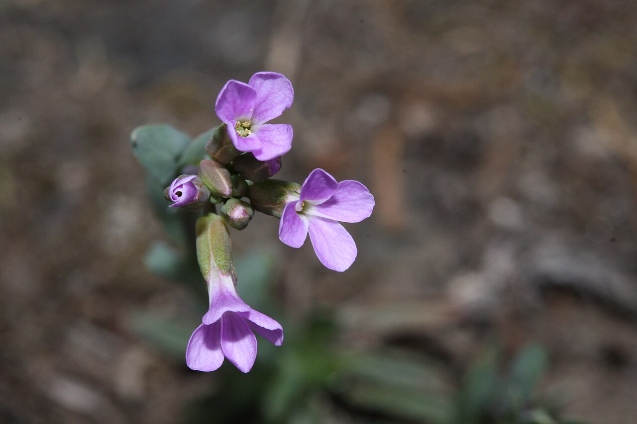 Lyall's rockcress: Lyall's Rockcress