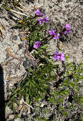 Lyall's rockcress (Boechera lyallii)