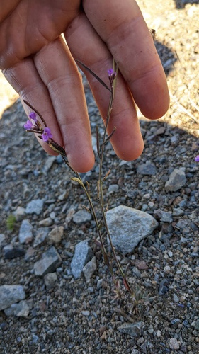 Lyall's rockcress (Boechera lyallii)
