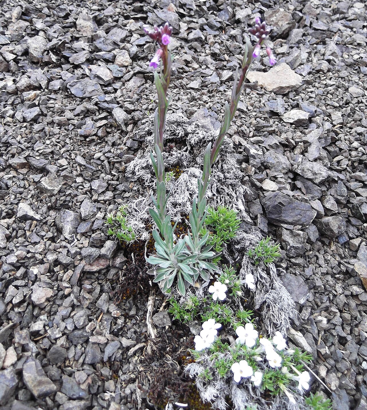 Lyall's rockcress: Ridge on the way to Welch Peak, Olympic National Forest. about 1750 meters (5700 feet) wp 033
