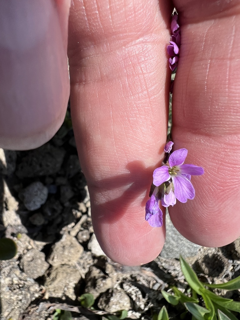 Lyall's rockcress (Boechera lyallii)
