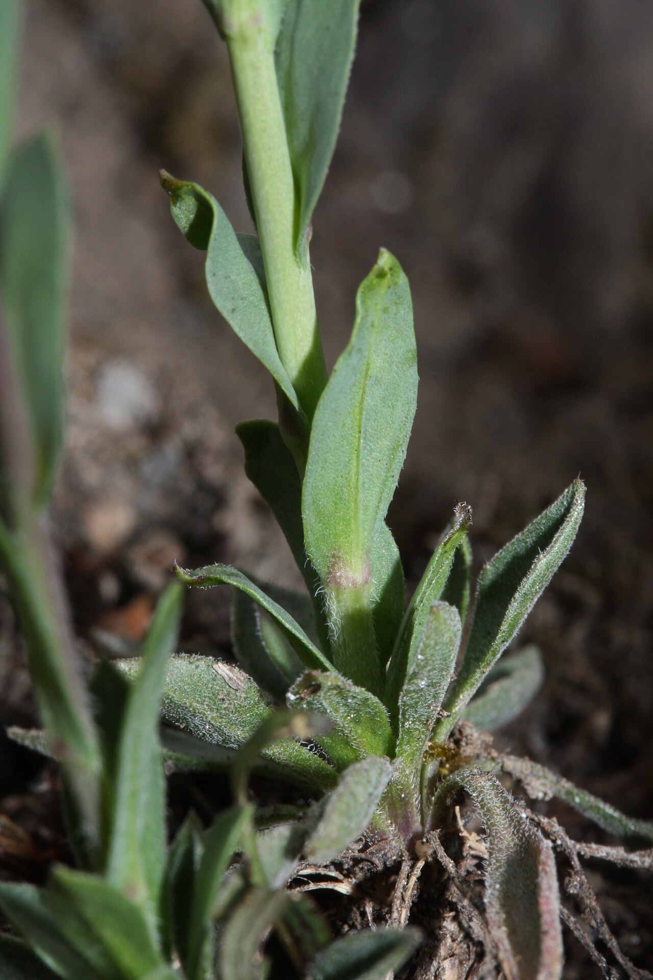 Lyall's rockcress: Lyall's Rockcress