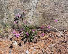 Lyall's rockcress (Boechera lyallii)