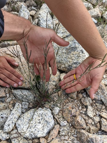 Lyall's rockcress (Boechera lyallii)
