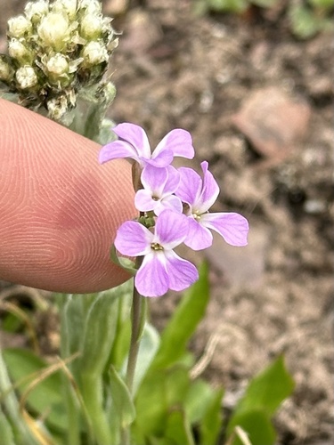 Lyall's rockcress (Boechera lyallii)