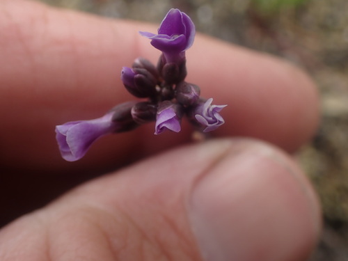 Lyall's rockcress (Boechera lyallii)