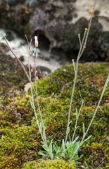 Littleleaf rockcress (Boechera microphylla)
