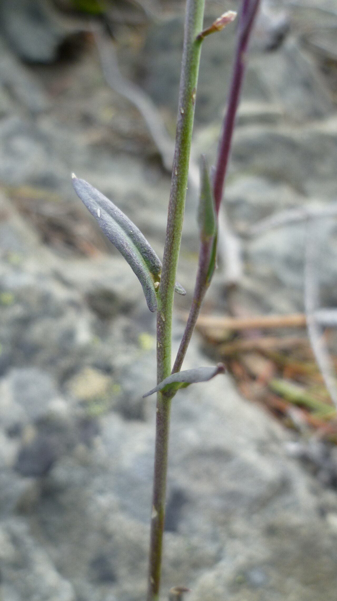 Littleleaf rockcress: Boechera microphylla stem leaves near Mission Ridge, Chelan County Washington