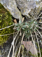 Littleleaf rockcress (Boechera microphylla)