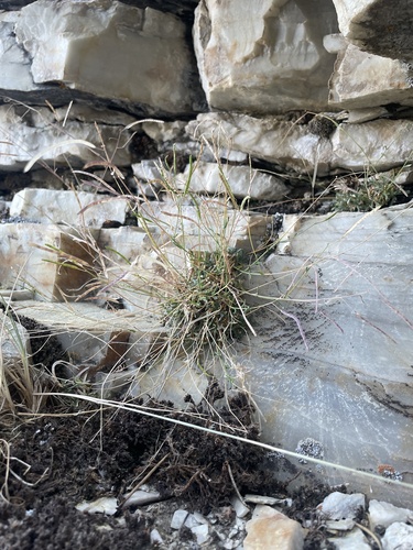 Littleleaf rockcress (Boechera microphylla)