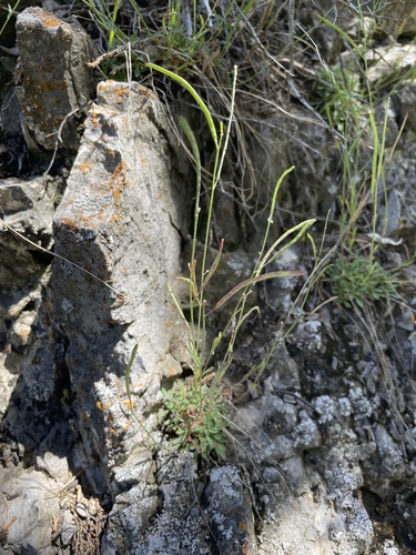 Littleleaf rockcress (Boechera microphylla)