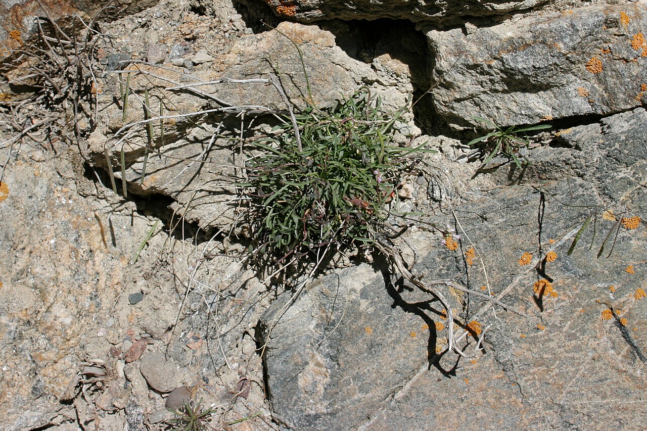 Glenwood Springs rockcress: Boechera oxylobula , Alexander 777, near Morrow Point Dam on the south side of the Gunnison River, 38.4532 -107.5444, Montrose County, Colorado, 13 Jun 2008.
