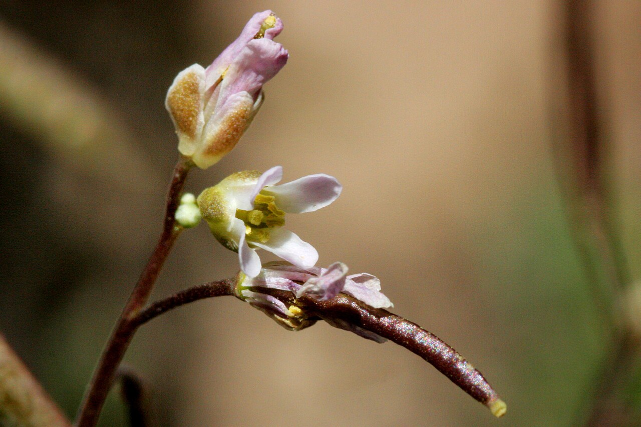 Glenwood Springs rockcress: Boechera oxylobula , P.J. Alexander 808, at the overlook near the top of the Hanging Lake Trail, Garfield County, Colorado, 16 Jun 2008.