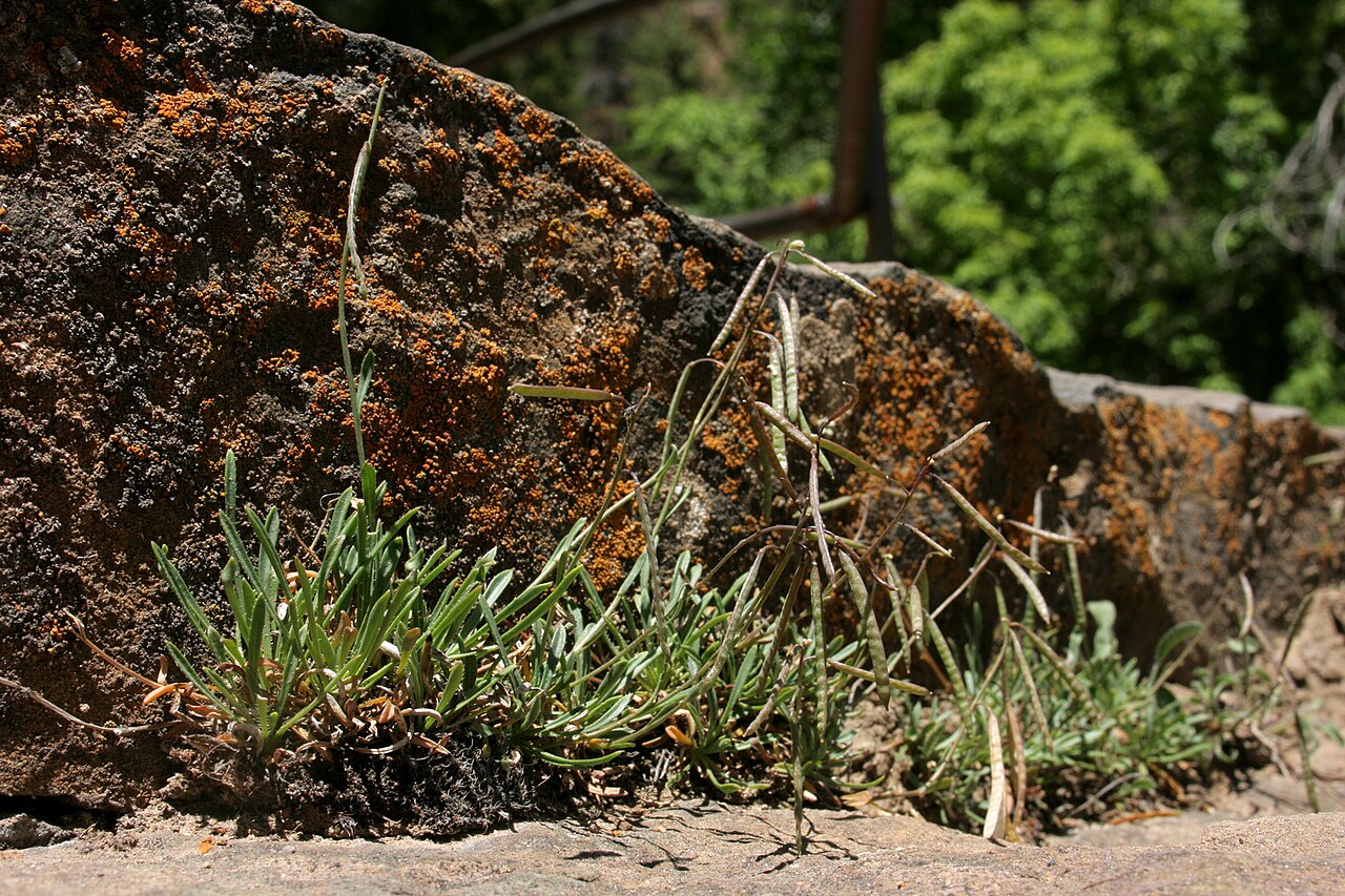 Glenwood Springs rockcress: Boechera oxylobula , P.J. Alexander 808, at the overlook near the top of the Hanging Lake Trail, Garfield County, Colorado, 16 Jun 2008.