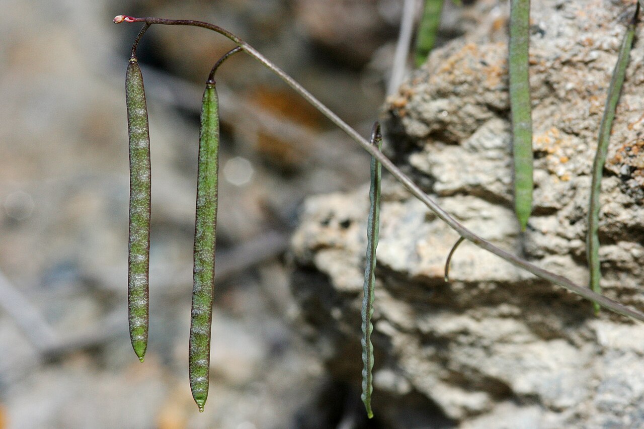 Glenwood Springs rockcress: Boechera oxylobula , Alexander 777, near Morrow Point Dam on the south side of the Gunnison River, 38.4532 -107.5444, Montrose County, Colorado, 13 Jun 2008.
