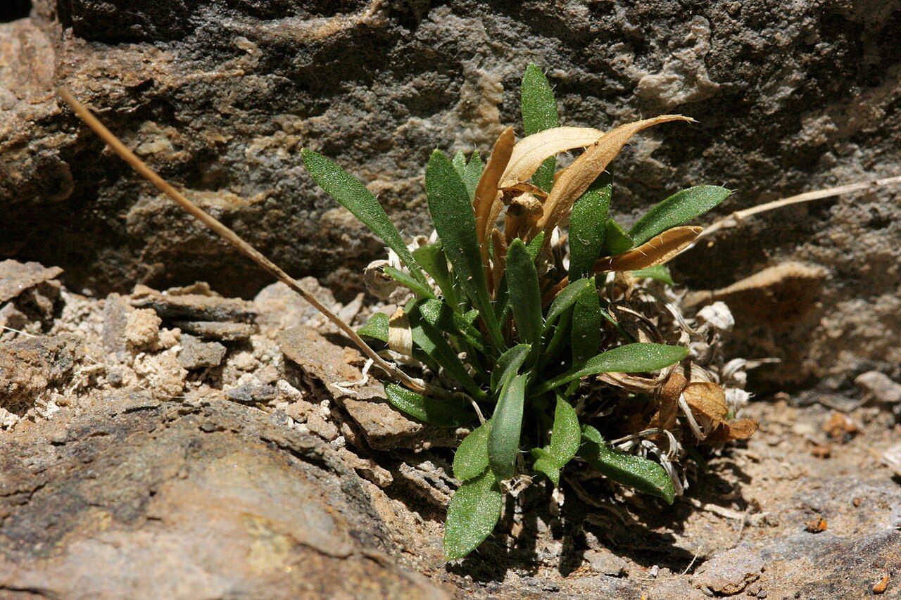 Glenwood Springs rockcress: Boechera oxylobula , P.J. Alexander 808, at the overlook near the top of the Hanging Lake Trail, Garfield County, Colorado, 16 Jun 2008.