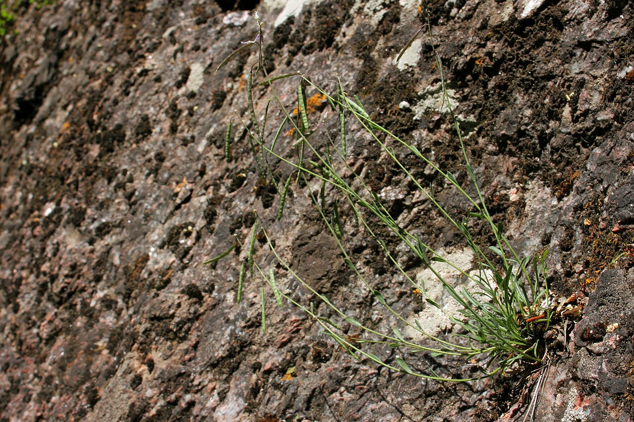 Glenwood Springs rockcress: Boechera oxylobula , P.J. Alexander 809, lower part of the Hanging Lake Trail, Garfield County, Colorado, 16 Jun 2008.