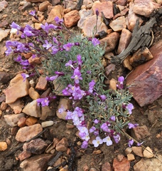 Dwarf rockcress (Boechera parishii)