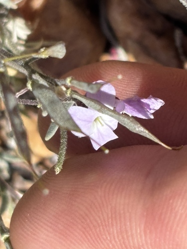 Dwarf rockcress (Boechera parishii)