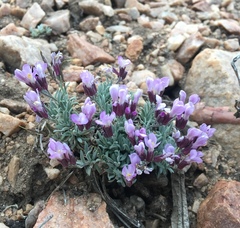 Dwarf rockcress (Boechera parishii)