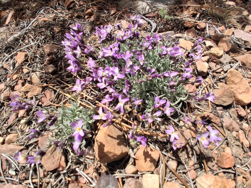 Dwarf rockcress (Boechera parishii)