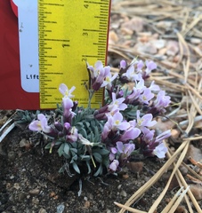 Dwarf rockcress (Boechera parishii)