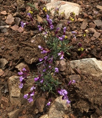 Dwarf rockcress (Boechera parishii)