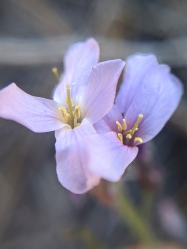 Dwarf rockcress (Boechera parishii)