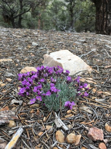 Dwarf rockcress (Boechera parishii)