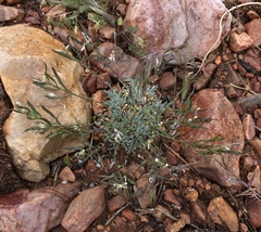 Dwarf rockcress (Boechera parishii)