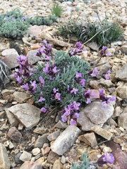 Dwarf rockcress (Boechera parishii)