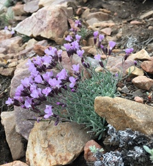Dwarf rockcress (Boechera parishii)