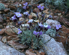 Dwarf rockcress (Boechera parishii)
