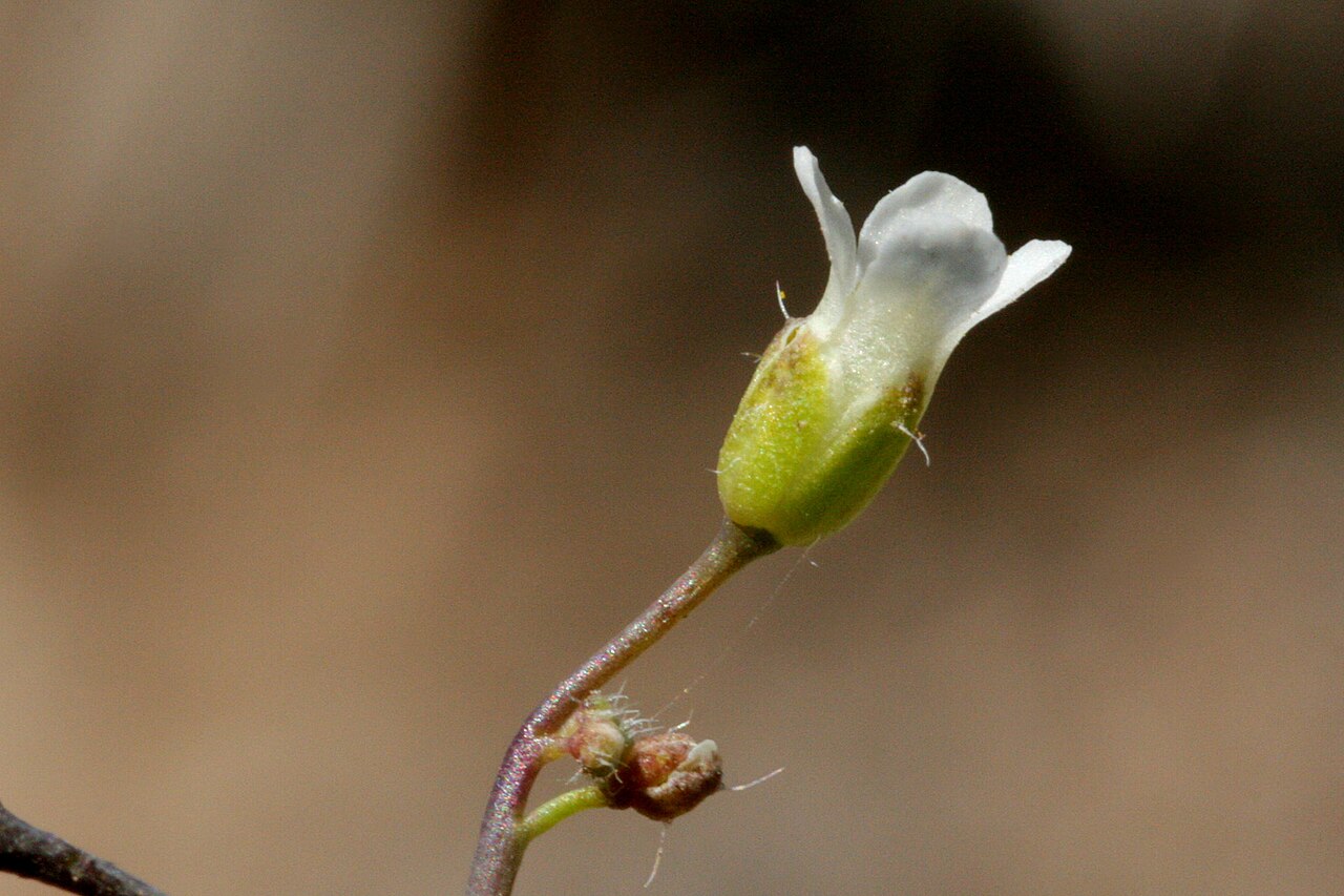 Rabbit ear rockcress: Boechera pendulina , Alexander 822, southwestern side of Blue Mountain Plateau between Miner's Draw and Trail Creek, NNW of Dinosaur, 40.3561 -109.0429, Moffat