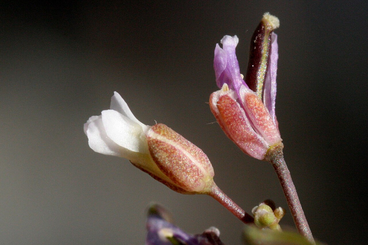 Rabbit ear rockcress: Boechera pendulina &mult; ???, Scout Canyon, tributary of Lee Canyon, northeast side of the Spring Mountains, Clark County, Nevada, 36.3162 -115.6853, 7 Jul 200