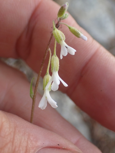 Boechera pendulocarpa (Boechera pendulocarpa)