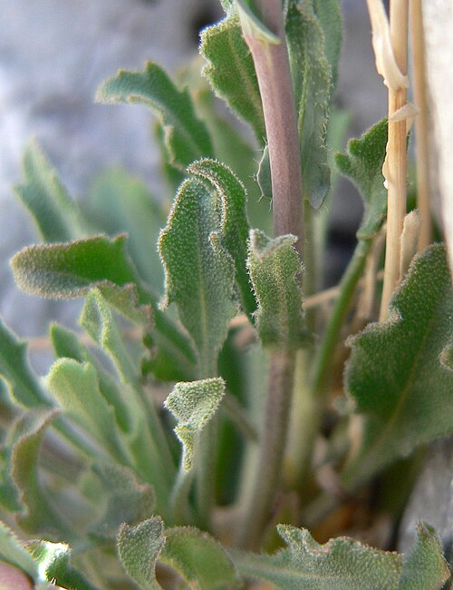 Perennial rockcress: Boechera perennans in an unnamed canyon in the Spring Mountains west of Cheyenne Avenue, Las Vegas, Nevada
