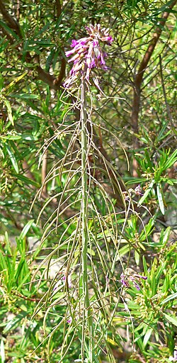 Perennial rockcress: Photo of Arabis perennans at the Regional Parks Botanic Garden , Berkeley, California