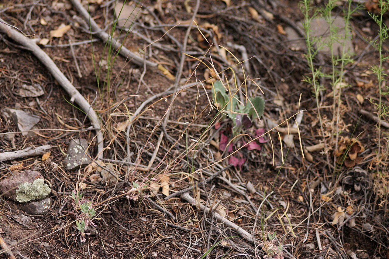 Perennial rockcress: Boechera perennans , 4 miles NE of Alma, 33.4094 -108.8377, Catron County, New Mexico, 28 May 2005.