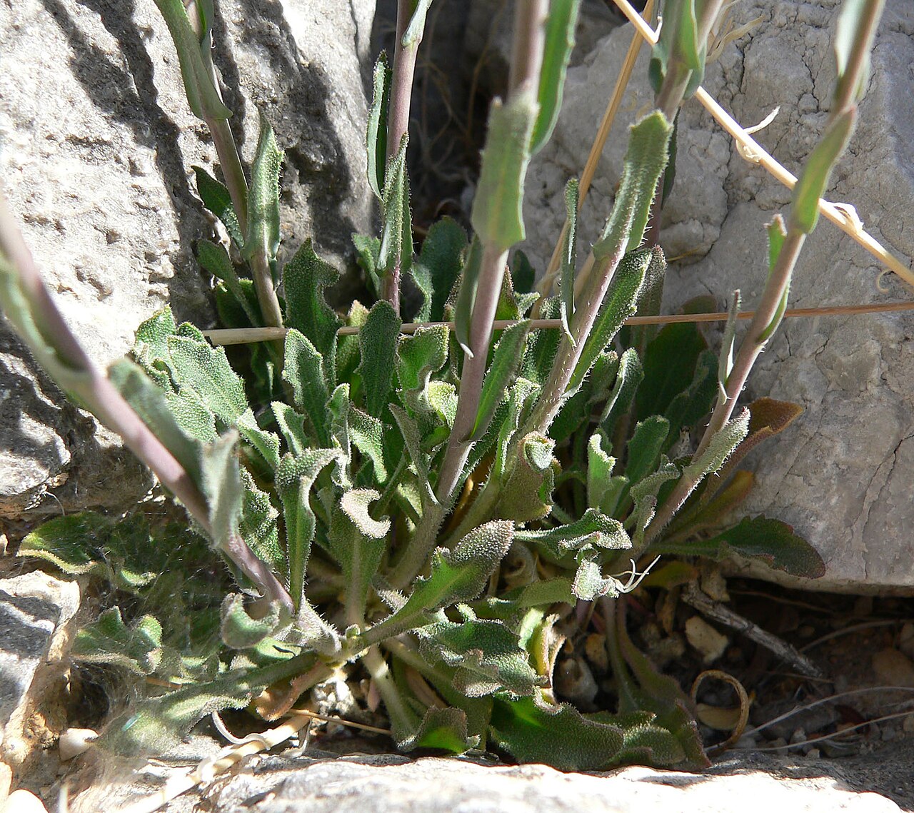 Perennial rockcress: Boechera perennans in an unnamed canyon in the Spring Mountains west of Cheyenne Avenue, Las Vegas, Nevada