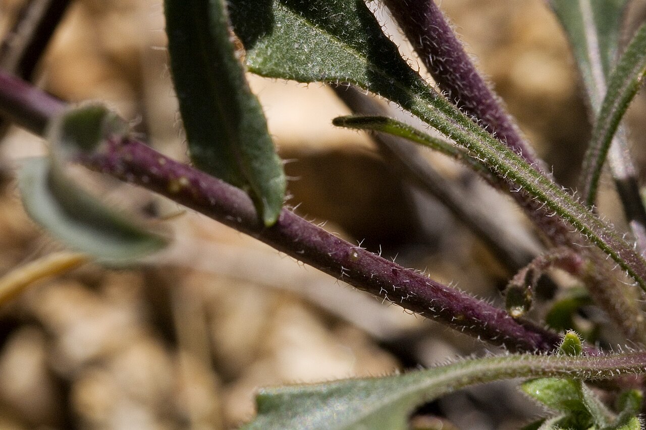 Perennial rockcress: Boechera perennans , Molino Basin Campground, Santa Catalina Mountains, Pima County, Arizona, 21 Mar 2010.