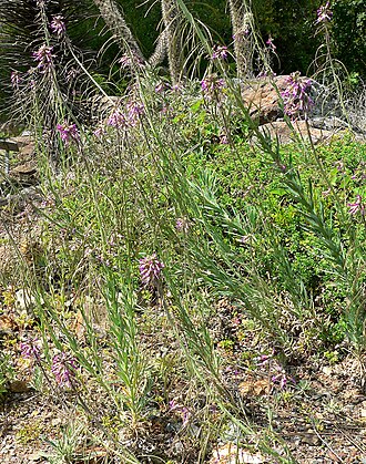 Perennial rockcress: Photo of Arabis perennans at the Regional Parks Botanic Garden , Berkeley, California