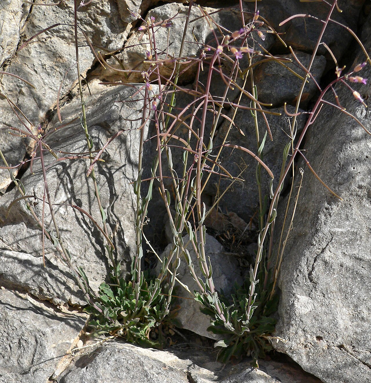 Perennial rockcress: Boechera perennans in an unnamed canyon in the Spring Mountains west of Cheyenne Avenue, Las Vegas, Nevada