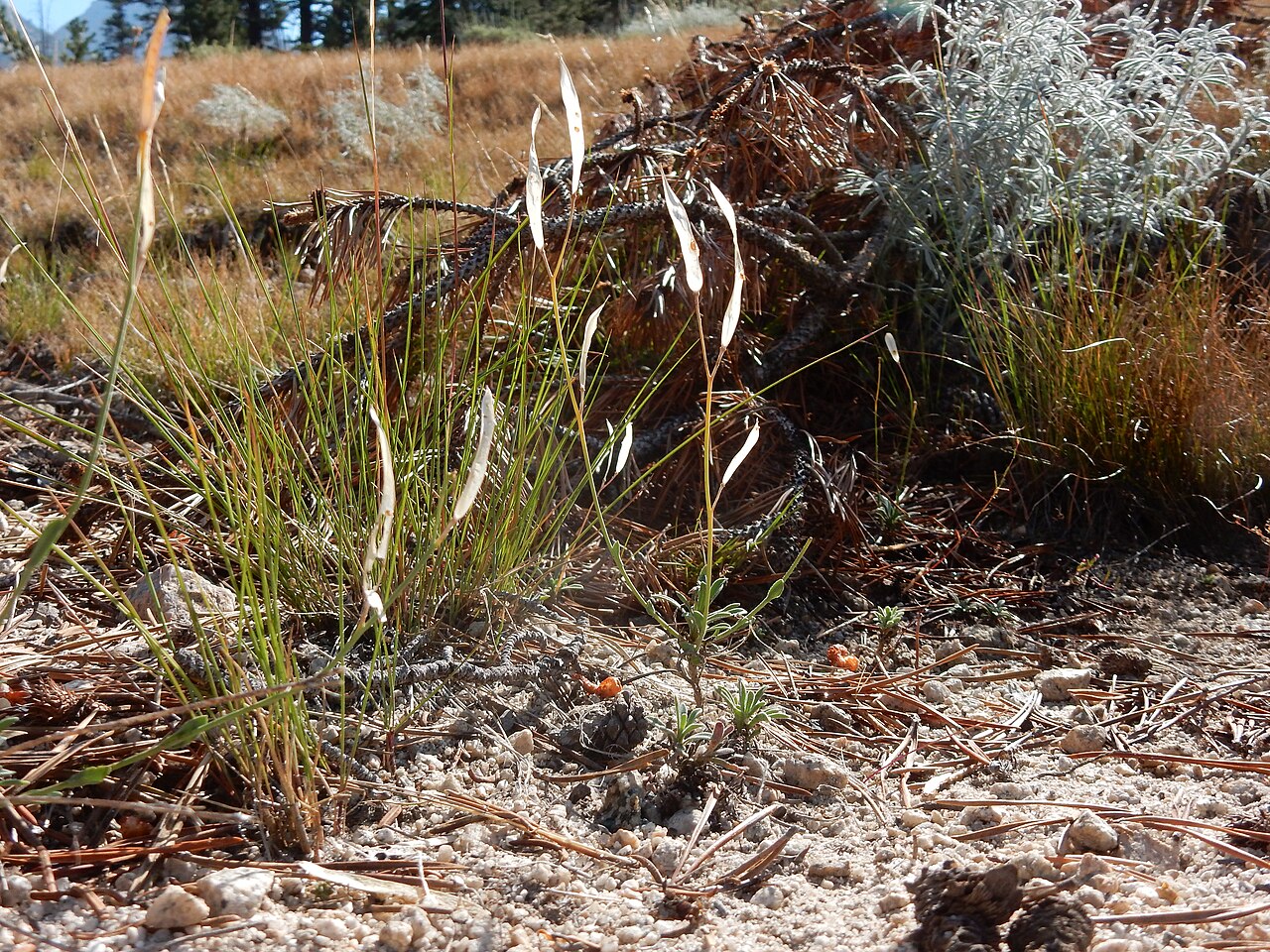 Pioneer rockcress: A common forb along the JMT in dry understory and rendered conspicuous because of the broad strap-shaped fruits or pods and broadly winged seeds.