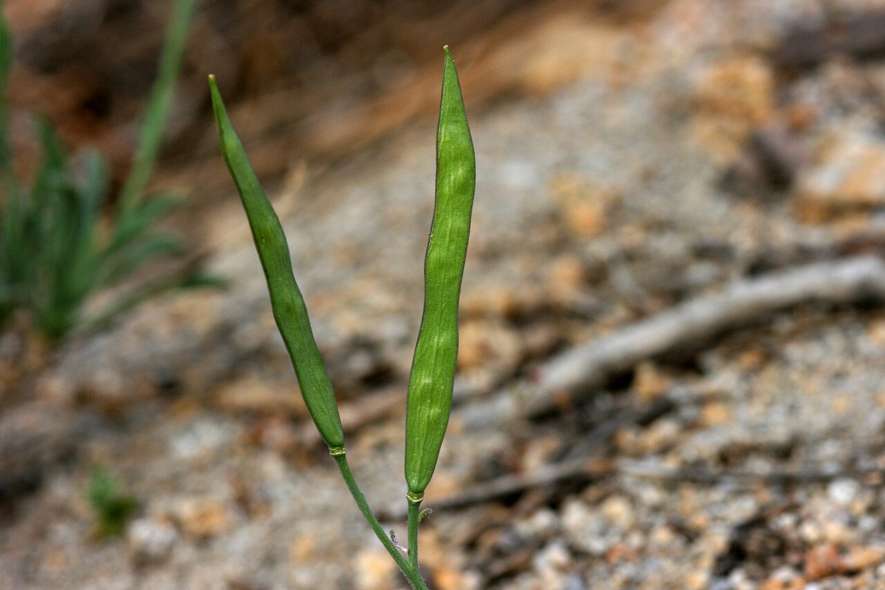 Pioneer rockcress: Boechera platysperma , saddle on the west side of the highest summit in The Needles below the fire lookout, southern Sierra Nevada, Tulare County, California, 3