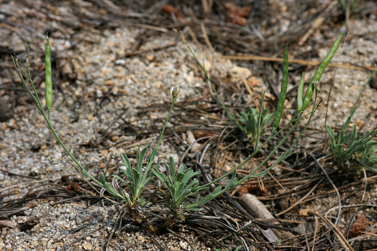 Pioneer rockcress: Boechera platysperma , saddle on the west side of the highest summit in The Needles below the fire lookout, southern Sierra Nevada, Tulare County, California, 3