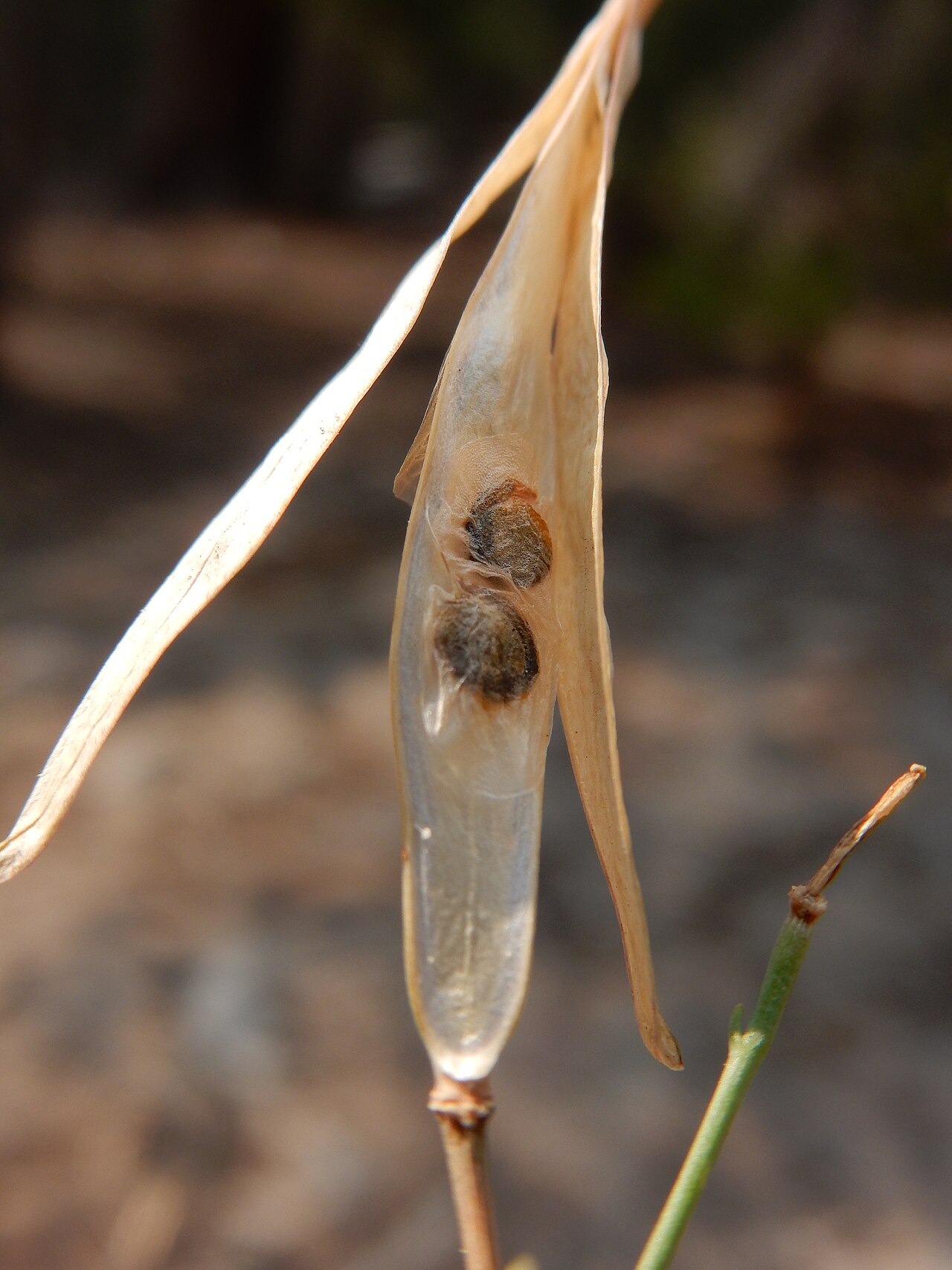 Pioneer rockcress: A common forb along the JMT in dry understory and rendered conspicuous because of the broad strap-shaped fruits or pods and broadly winged seeds.