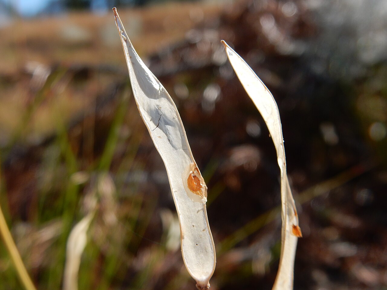 Pioneer rockcress: A common forb along the JMT in dry understory and rendered conspicuous because of the broad strap-shaped fruits or pods and broadly winged seeds.