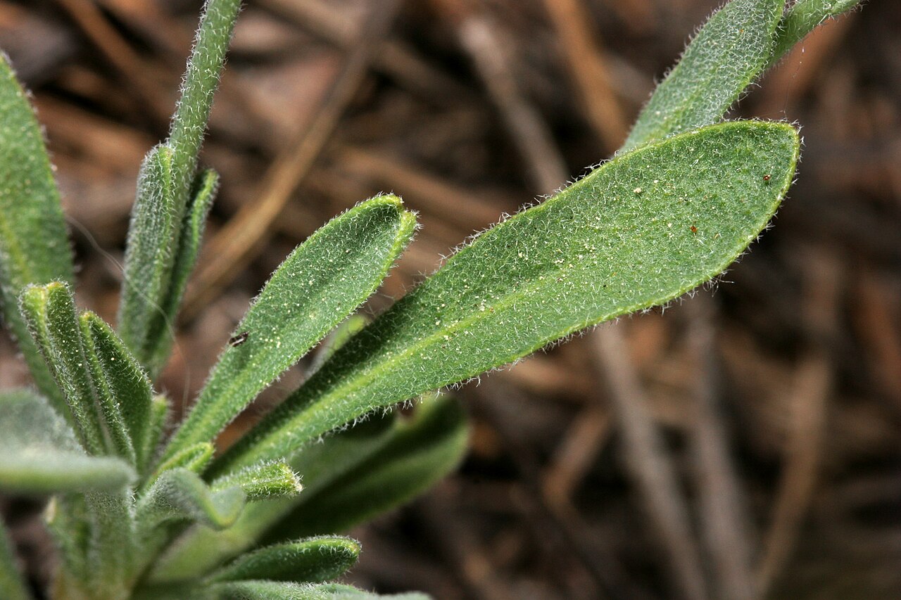 Pioneer rockcress: Boechera platysperma , saddle on the west side of the highest summit in The Needles below the fire lookout, southern Sierra Nevada, Tulare County, California, 3